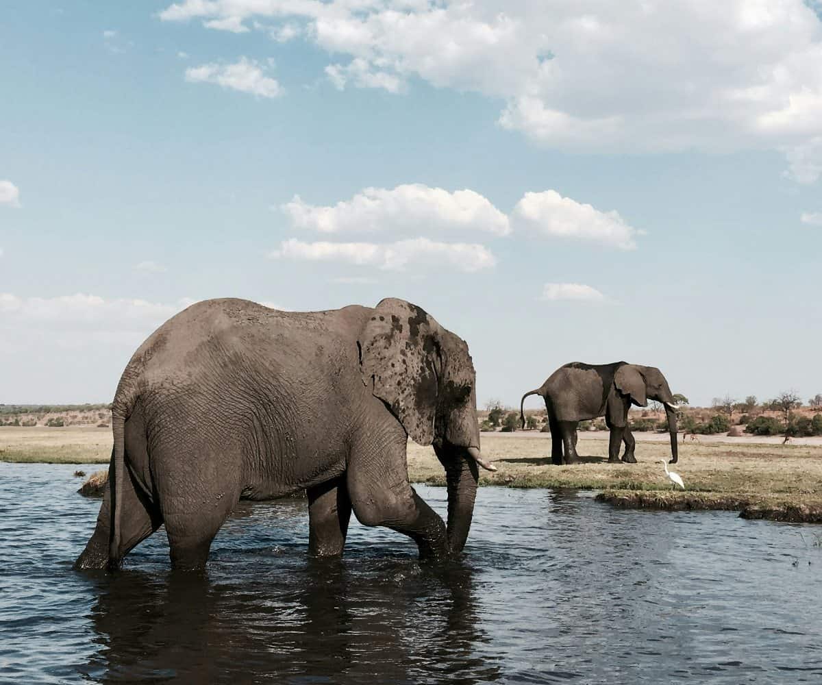 Why Botswana is the perfect luxury safari experience