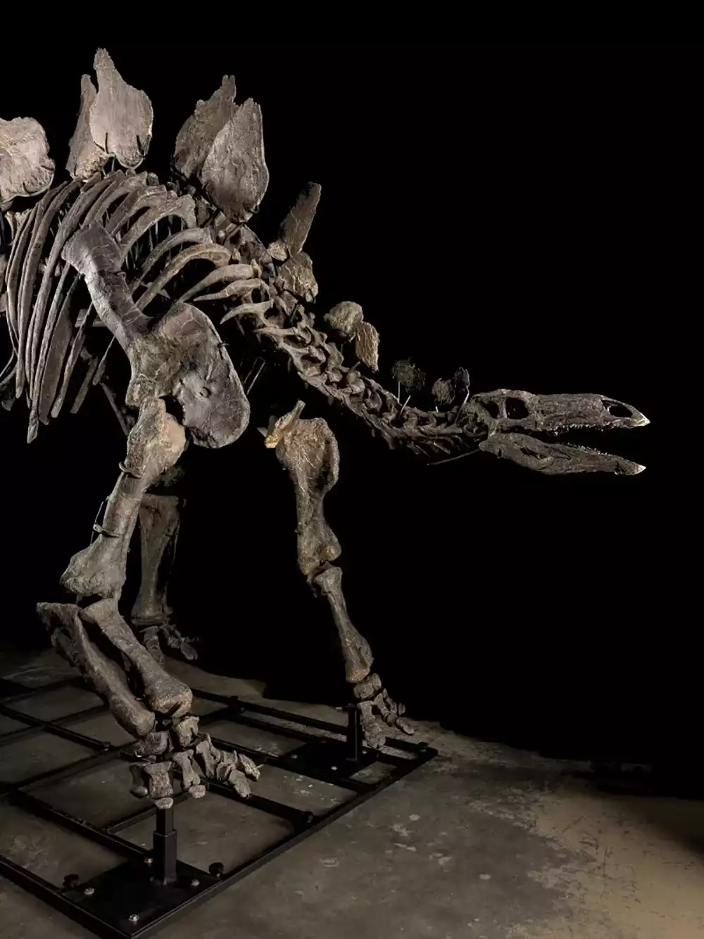 Stegosaurus Skeleton Fetches Record $44.6M